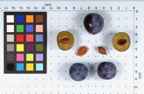 Click for 1 image(s) for this accession. FRUIT